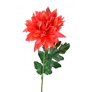 Chryzantéma hvězdicovitá červená 65 cm