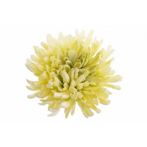Vazbová chryzantéma 13 cm, zelená
