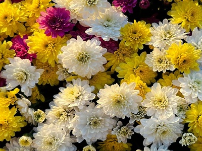 Jak vyzdobit hrob na období Dušiček: tipy na živé i umělé květiny