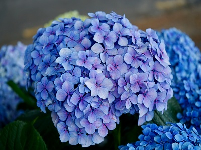 Zastřihování hortenzií a jejich příprava na zimu