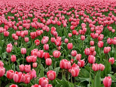 Začínáme s pěstováním jarních kytek: praktický průvodce pro začátečníky